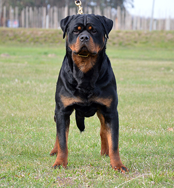 Shrytri Rottweilers (127kB)